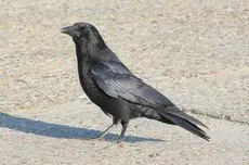 Corneja Negra
