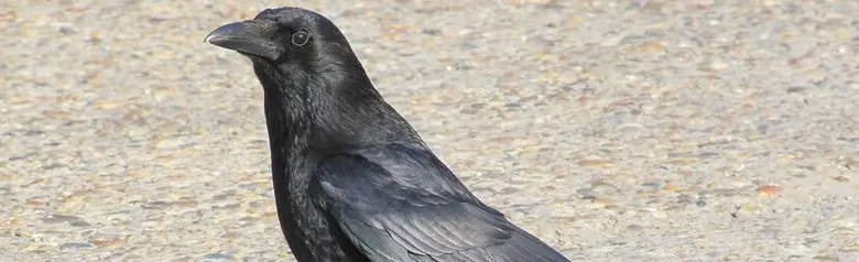 Corneja Negra. Sentado en la carretera a la luz del sol. Pájaro completamente negro, brillando tenuemente a la luz del sol.