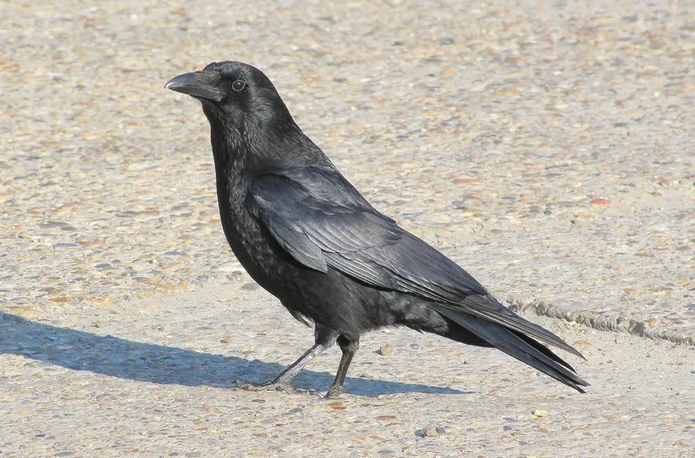 Corneja Negra. Sentado en la carretera a la luz del sol. Pájaro completamente negro, brillando tenuemente a la luz del sol.