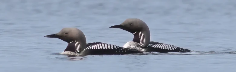 Colimbo Ártico. Dos pájaros en el agua. Tiene un cuello largo y grueso, que a menudo se mantiene en una curva en S. Cuadros blancos en el dorso y sobre un campo negro en la garganta.