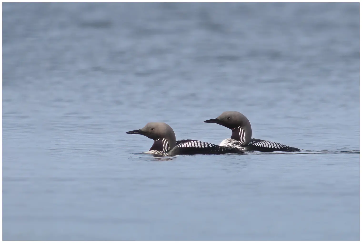 Colimbo Ártico. Dos pájaros en el agua. Tiene un cuello largo y grueso, que a menudo se mantiene en una curva en S. Cuadros blancos en el dorso y sobre un campo negro en la garganta.