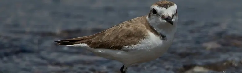 Chorlitejo patinegro