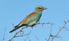Carraca Europea