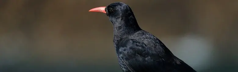 Chova Piquirroja