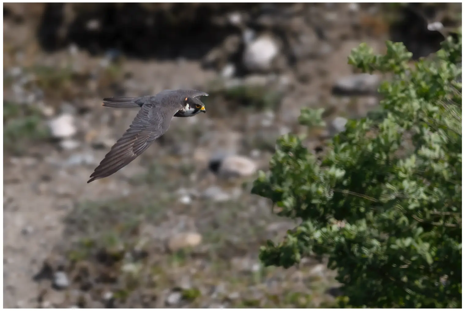 Alcotán Europeo