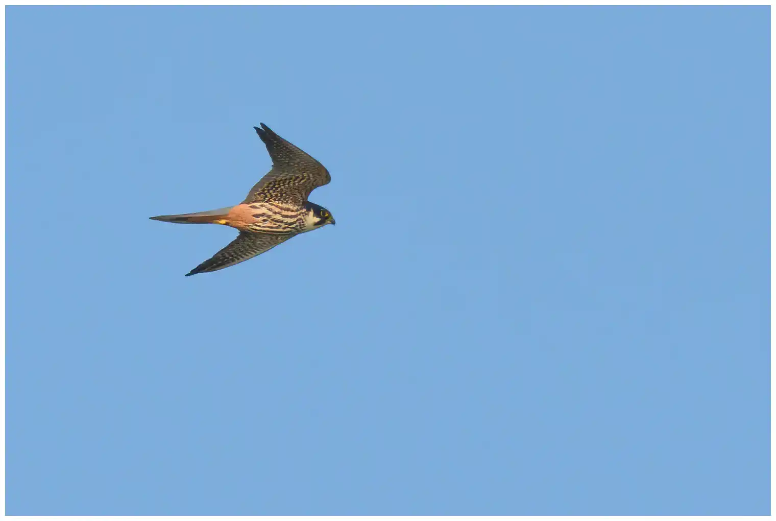 Alcotán Europeo