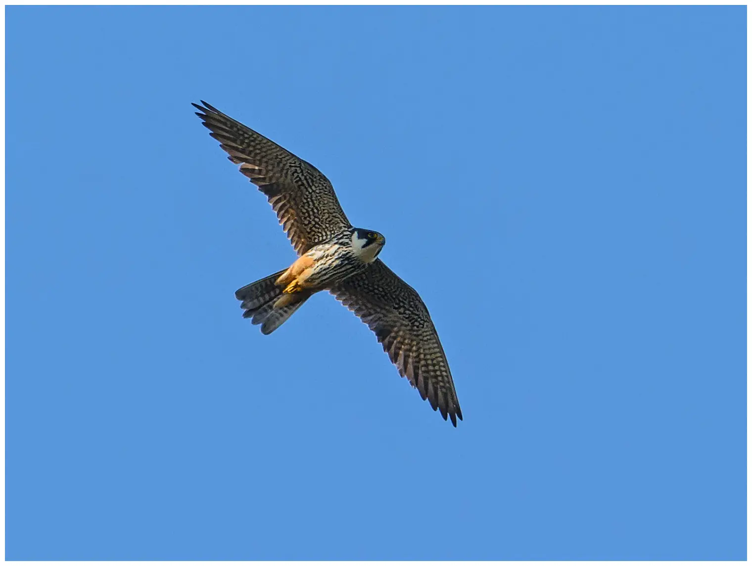 Alcotán Europeo