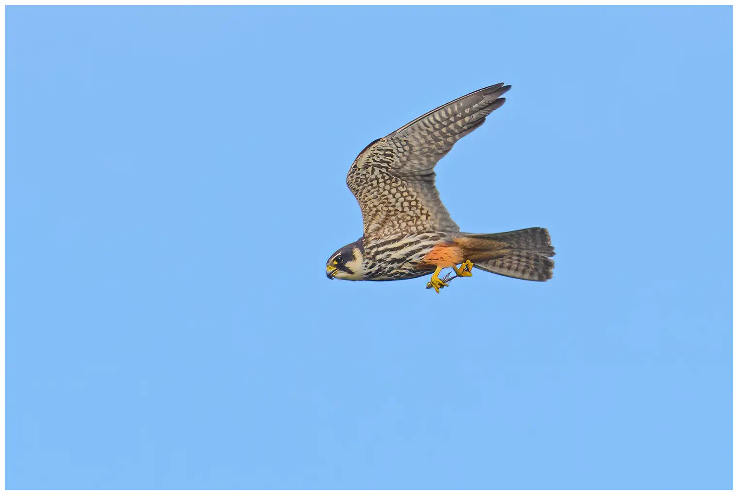 Alcotán Europeo