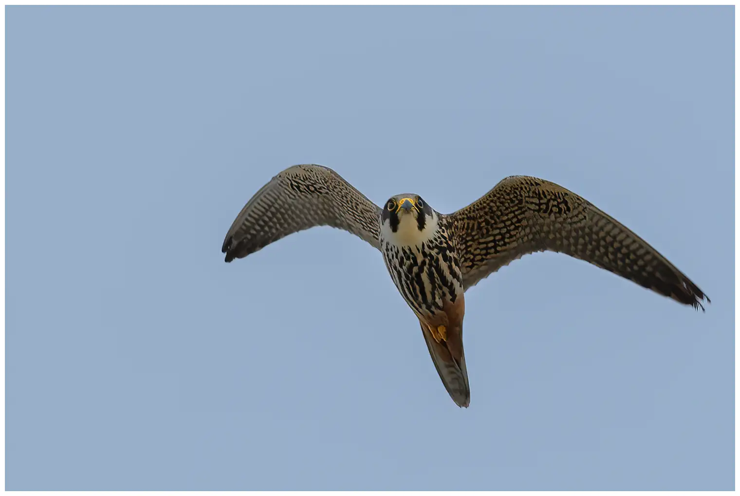 Alcotán Europeo