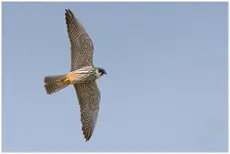 Alcotán Europeo