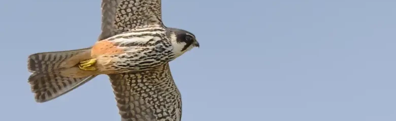 Alcotán Europeo. Visto aquí en vuelo. Un halcón clásico con alas largas, delgadas y puntiagudas y una cola bastante corta.