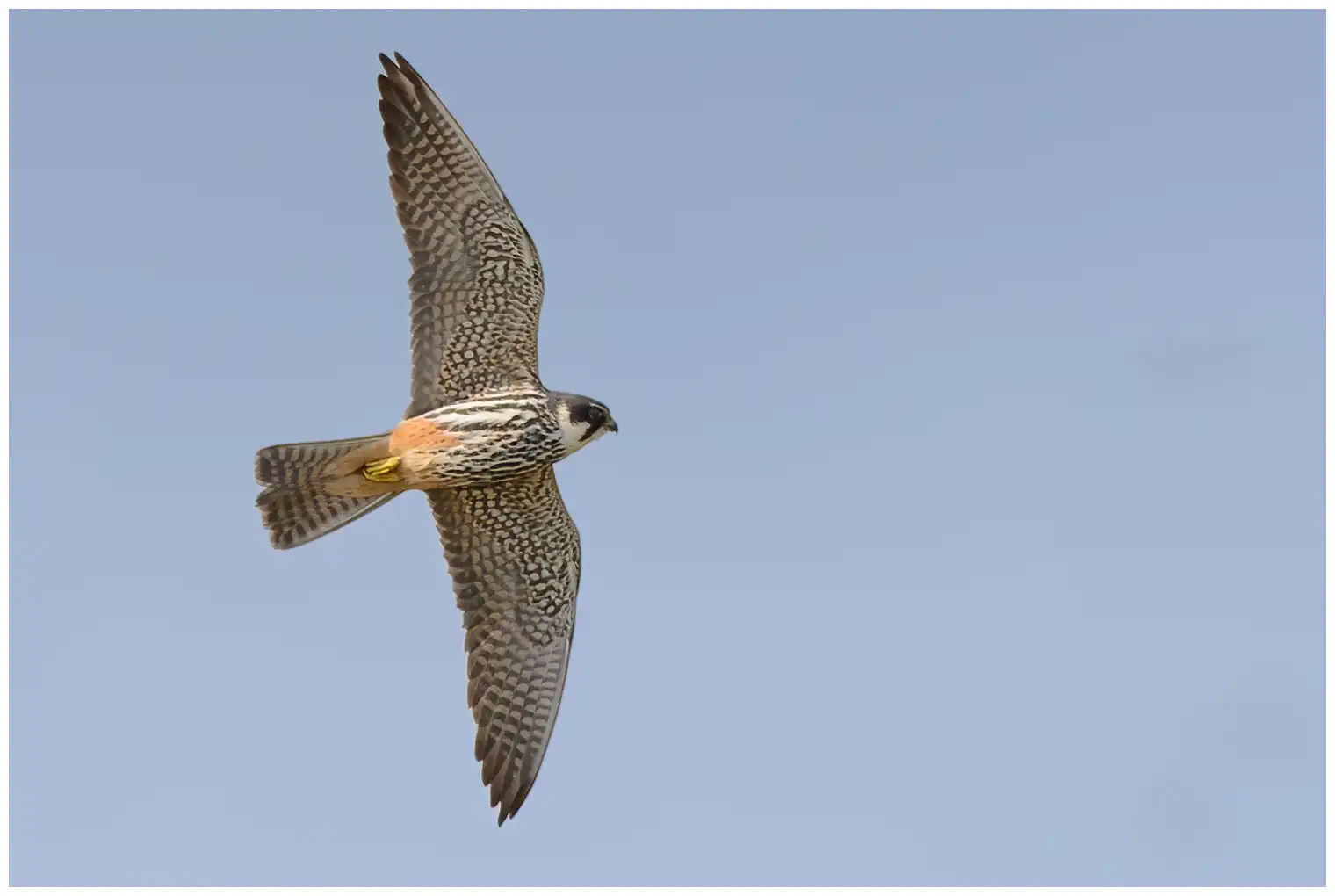 Alcotán Europeo. Visto aquí en vuelo. Un halcón clásico con alas largas, delgadas y puntiagudas y una cola bastante corta.