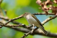 Mosquitero Papialbo
