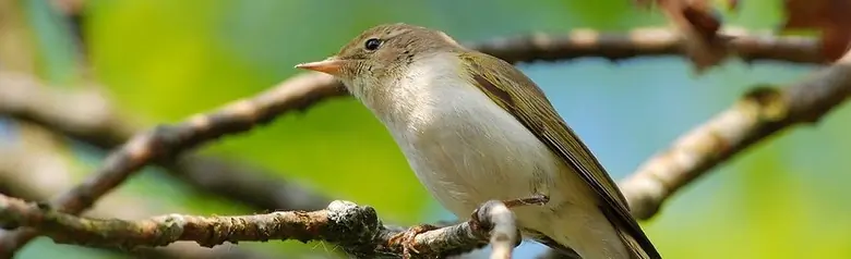 Mosquitero Papialbo