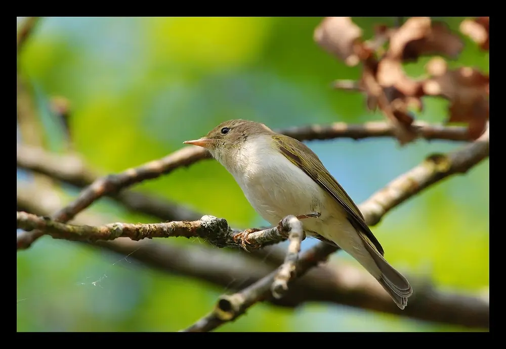 Mosquitero Papialbo