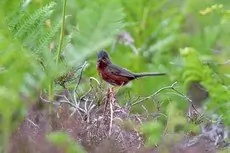 Curruca Rabilarga