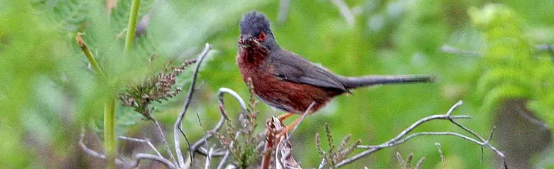 Curruca Rabilarga
