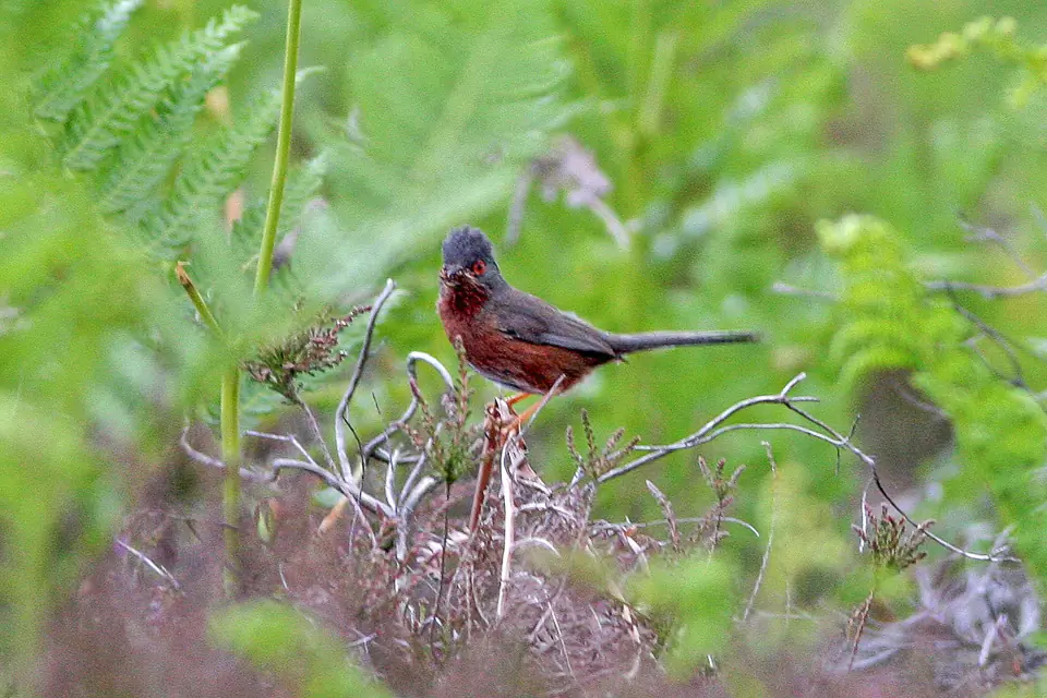 Curruca Rabilarga