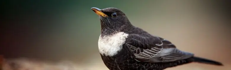 Mirlo Capiblanco. Pájaro macho atento en el suelo. Anillo luminoso en forma de media luna en el pecho.