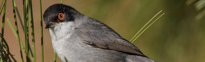 Curruca Cabecinegra