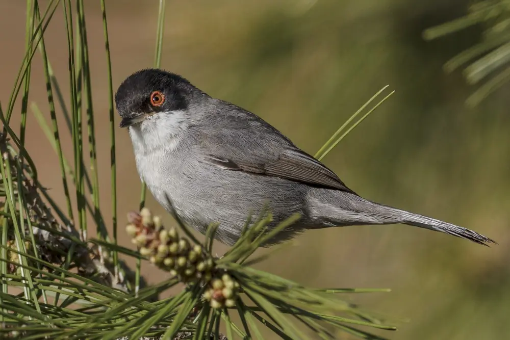 Curruca Cabecinegra