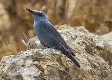 Roquero Solitario