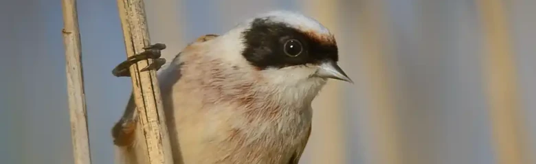 Pájaro-moscón Europeo. Sentado en un bosque de juncos. La cabeza es gris y tiene una característica máscara facial negra desde el pico hasta bien detrás de los ojos.