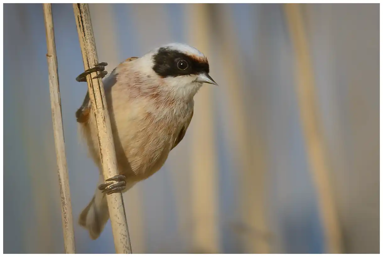 Pájaro-moscón Europeo. Sentado en un bosque de juncos. La cabeza es gris y tiene una característica máscara facial negra desde el pico hasta bien detrás de los ojos.
