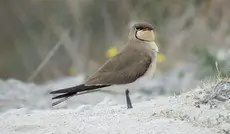 Canastera Común