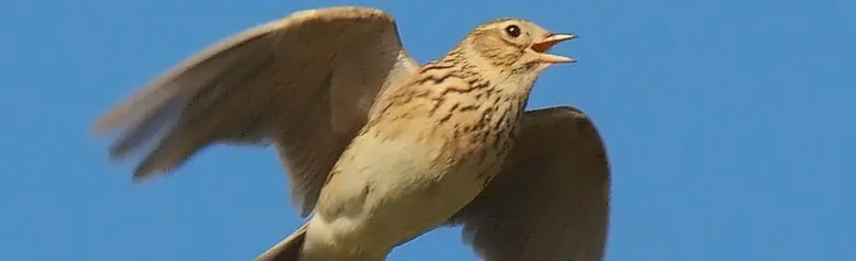 Alondra de Eurasia. En pleno vuelo de canto familiar. Tiene un anónimo plumaje moteado, marrón.