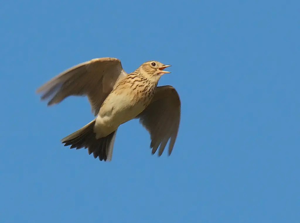 Alondra de Eurasia. En pleno vuelo de canto familiar. Tiene un anónimo plumaje moteado, marrón.