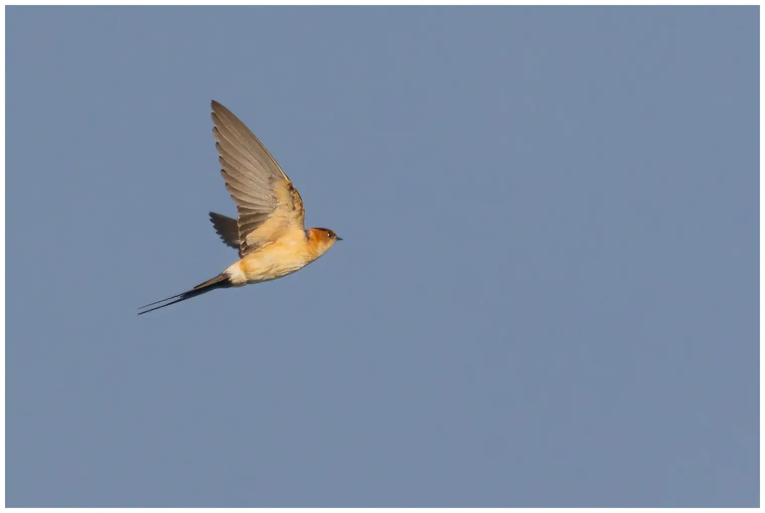Golondrina Dáurica