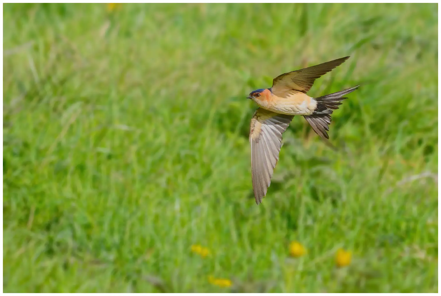 Golondrina Dáurica