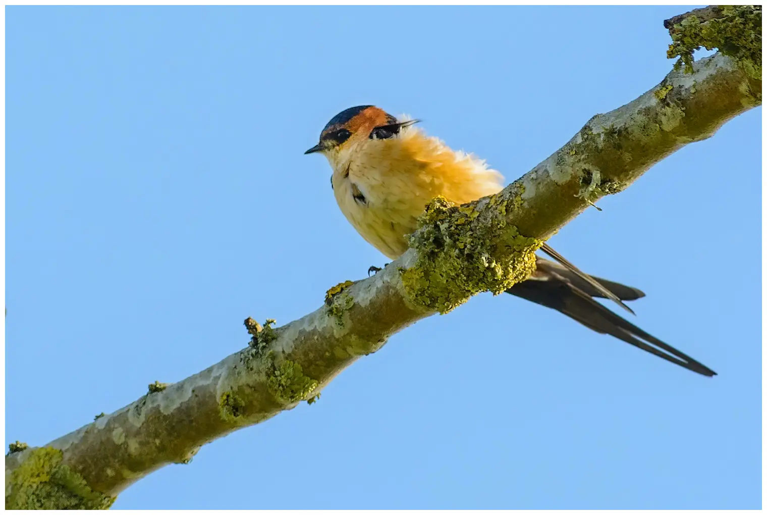 Golondrina Dáurica