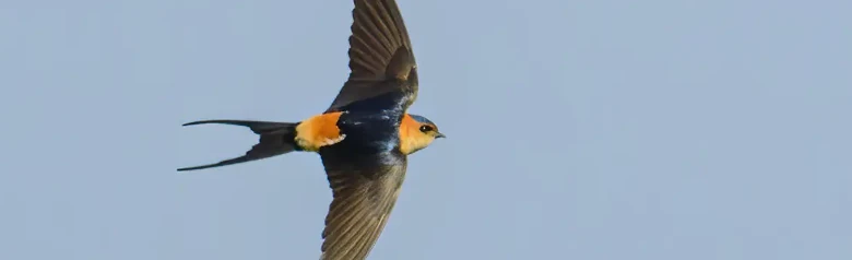 Golondrina Dáurica