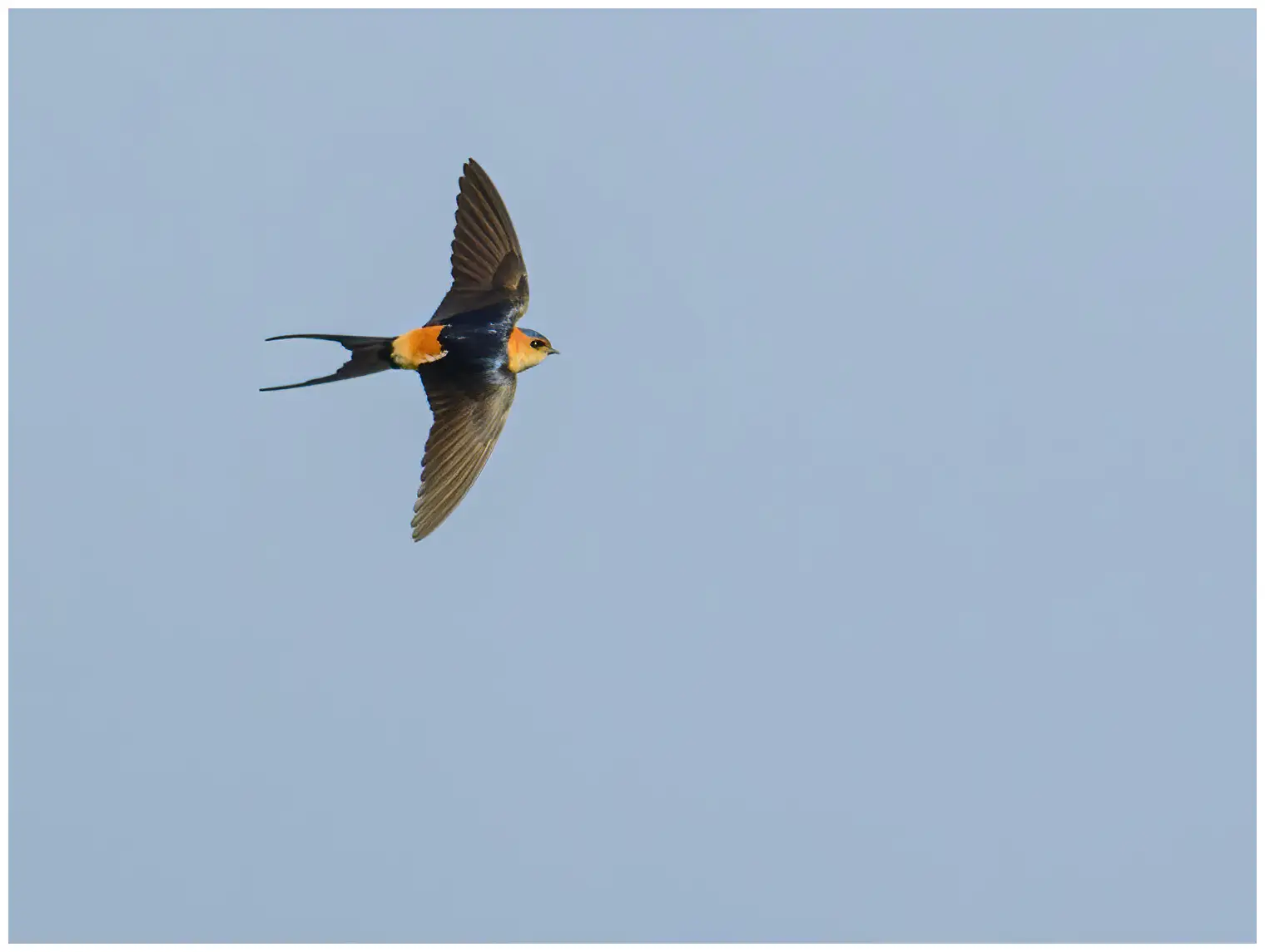 Golondrina Dáurica