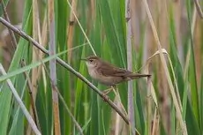Buscarla Unicolor