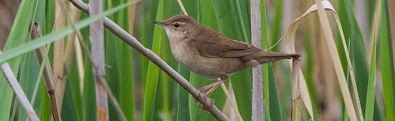 Buscarla Unicolor. Aquí sentado en un bosque de juncos. Plumaje marrón y parte inferior más clara.