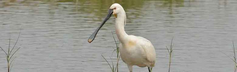 Espátula Común