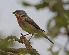 Curruca Carrasqueña