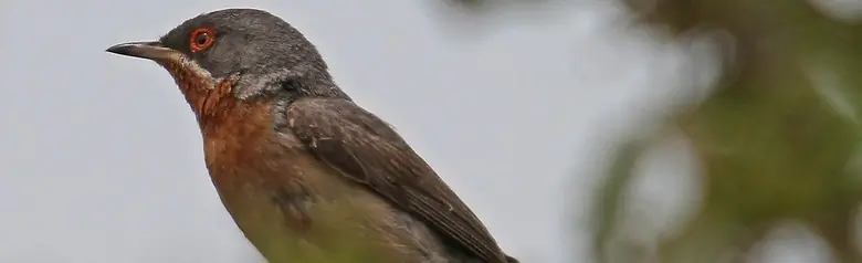 Curruca Carrasqueña