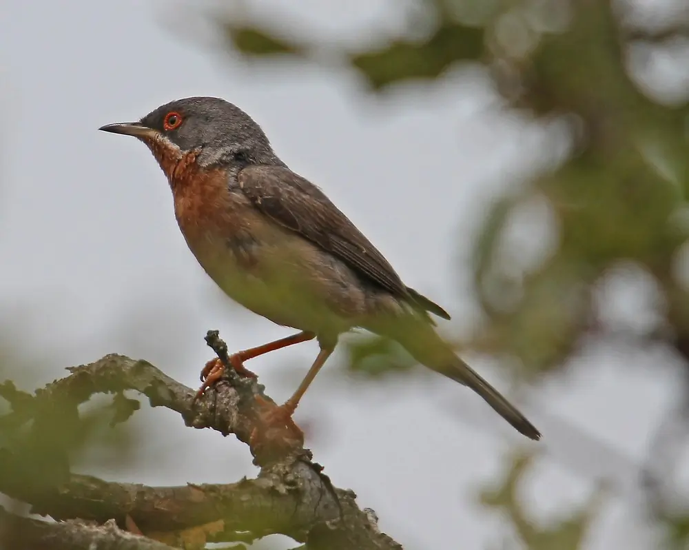 Curruca Carrasqueña