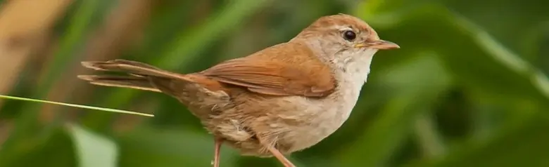 Cetia Ruiseñor