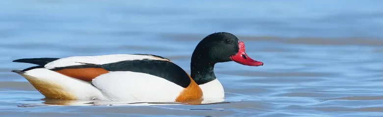 Tarro Blanco. Pato grande con pico rojo y cabeza negra. Marcas marrones en un ave que, por lo demás, es blanca y negra.