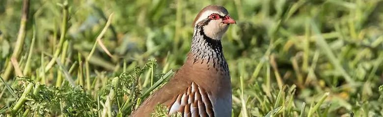 Perdiz Roja