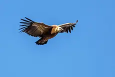 Buitre Leonado