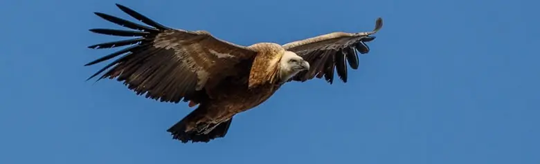 Buitre Leonado