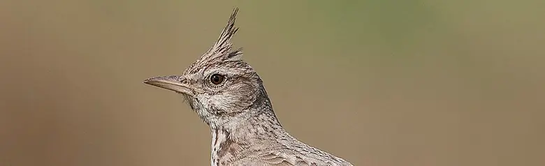 Cogujada Común. Una cresta distintiva de plumas en la cabeza. Ave grisácea con un pico largo y puntiagudo.