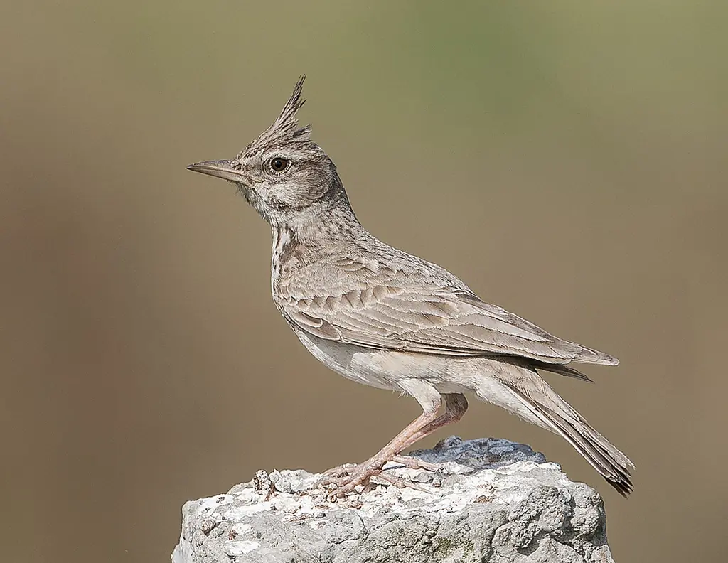 Cogujada Común. Una cresta distintiva de plumas en la cabeza. Ave grisácea con un pico largo y puntiagudo.