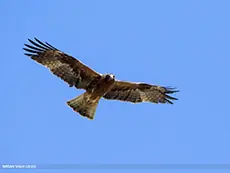 Águila calzada